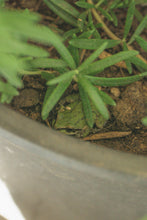 Load image into Gallery viewer, Royston Ribbon Shadow Box Ring | Size 9.5