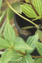 Load image into Gallery viewer, Royston Ribbon Shadow Box Ring | Size 9.5