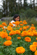 Load image into Gallery viewer, Plant Dyeing Workshop with Janessa Fortes Bautista | Flowers and Leaves + Marigolds and Tea