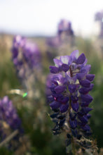 Load image into Gallery viewer, Drops of Spring Statement Earrings