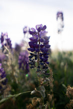 Load image into Gallery viewer, Prairie Wind Bead Strand