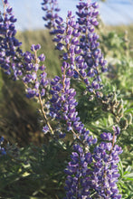 Load image into Gallery viewer, Tiffany Stone Pendant #2 | 18" chain