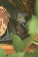 Load image into Gallery viewer, Monstera Frog Earrings
