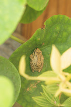 Load image into Gallery viewer, Monstera Frog Earrings
