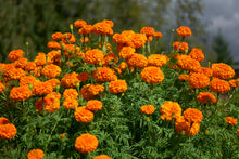 Load image into Gallery viewer, Plant Dyeing Workshop with Janessa Fortes Bautista | Flowers and Leaves + Marigolds and Tea
