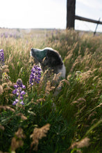 Load image into Gallery viewer, Prairie Wind Bead Strand
