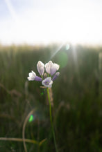 Load image into Gallery viewer, Prairie Wind Bead Strand
